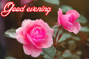 Flower / God Good Evening Images Photo Wallpaper In HD