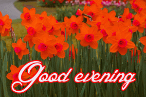Flower / God Good Evening Images Photo Wallpaper Download