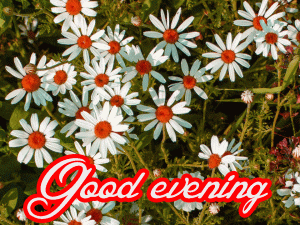 Flower / God Good Evening Images Wallpaper Download