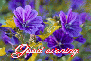 Flower / God Good Evening Images Photo HD Download