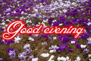 Flower / God Good Evening Images Pictures Free Download