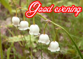 Flower / God Good Evening Images Pictures Pics Download