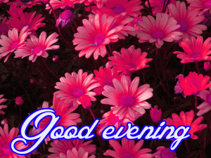 Flower / God Good Evening Images Photo Wallpaper Download