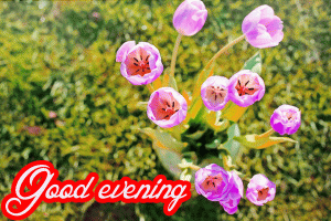 Flower / God Good Evening Images Photo HD Download