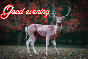 Good Evening Beautiful Nature Images Photo HD Download