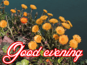 Good Evening Wishes Images Photo Wallpaper Pics Download