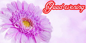 Good Evening Wishes Images Wallpaper Pics Download for Whatsaap