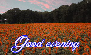 Good Evening Wishes Images Photo HD Download