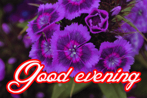Good Evening Wishes Images Wallpaper Pics With Flower