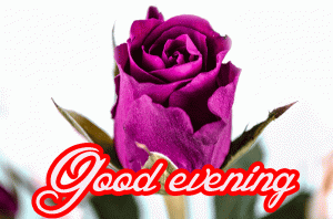 Good Evening Wishes Images Wallpaper Pics With Red Rose