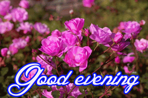 Good Evening Wishes Images Pictures Pics Download for Whatsaap