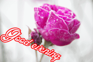 Good Evening Wishes Images Wallpaper Download for Whatsaap
