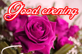 Good Evening Wishes Images Photo Pics With Red Rose