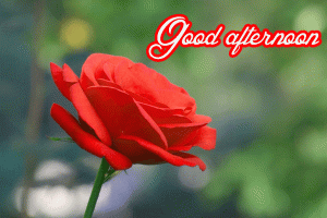 Good Noon Images Wallpaper Pics Download for Whatsaap