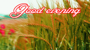 Latest New Amazing Good Evening Wishes Images Pics photo HD For Facebook