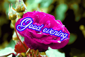 Good Evening Love Images Photo With Rose