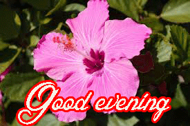Gud Evening Images Photo Wallpaper With Flower