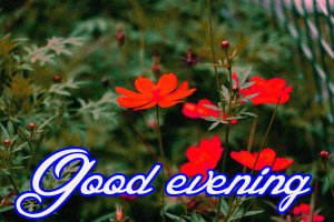 Gud Evening Images Photo Pics With Flower