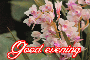 Gud Evening Images Photo HD Download