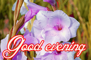Gud Evening Images Wallpaper Photo Download