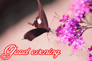 Lovely Good Evening Images Wallpaper Pictures Download