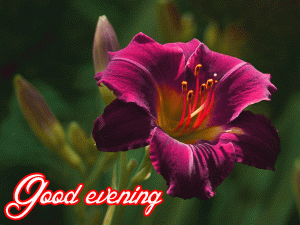 Lovely Good Evening Images Wallpaper Photo Download
