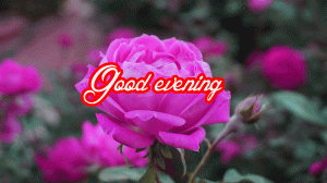 Lovely Good Evening Images Pictures Photo HD Download