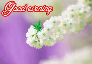 Lovely Good Evening Images Photo Pics Free Download