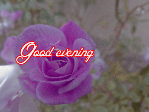 Lovely Good Evening Images Wallpaper Photo Pics Download