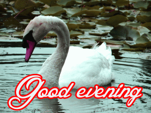 Lovely Good Evening Images Photo Free Download