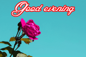 Good Evening Red Rose Images Photo Pics Download
