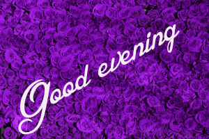 Good Evening Rose Images Wallpaper HD Download