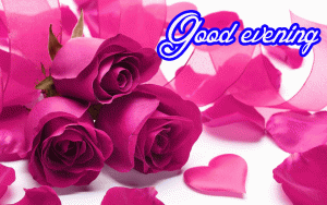Good Evening Rose Images Photo HD Download