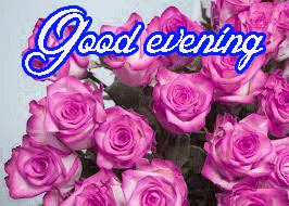 Good Evening Rose Images Photo Wallpaper Pics Download
