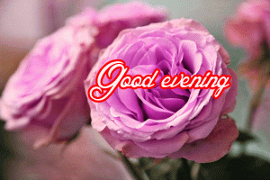 Good Evening Rose Images Photo Download