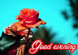 Good Evening Rose Images Photo Pics Download