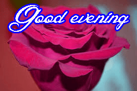 Good Evening Rose Images Photo Wallpaper Pics Download In HD