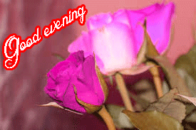 Good Evening Rose Images Wallpaper Pic Download
