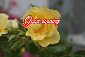 Good Evening Rose Images Wallpaper Pictures Download