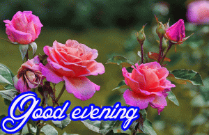 Good Evening Rose Images Wallpaper for Whatsaap