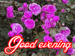 Good Evening Rose Images Wallpaper Pics Download