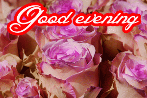 Good Evening Rose Images Photo Download In HD