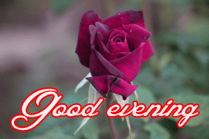 Good Evening Rose Images Pictures Pics Download