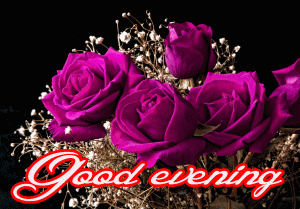 Good Evening Rose Images Wallpaper Photo Download