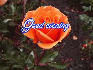 Good Evening Rose Images Wallpaper Pics Download