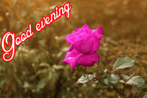 Good Evening Rose Images Photo HD Download