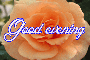 Good Evening Rose Images Wallpaper Download