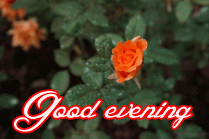 Good Evening Rose Images Pictures HD Download