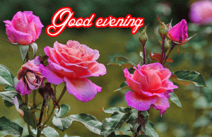Good Evening Rose Images Pictures Download
