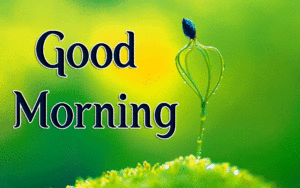 Beautiful Good Morning Images wallpaper photo download